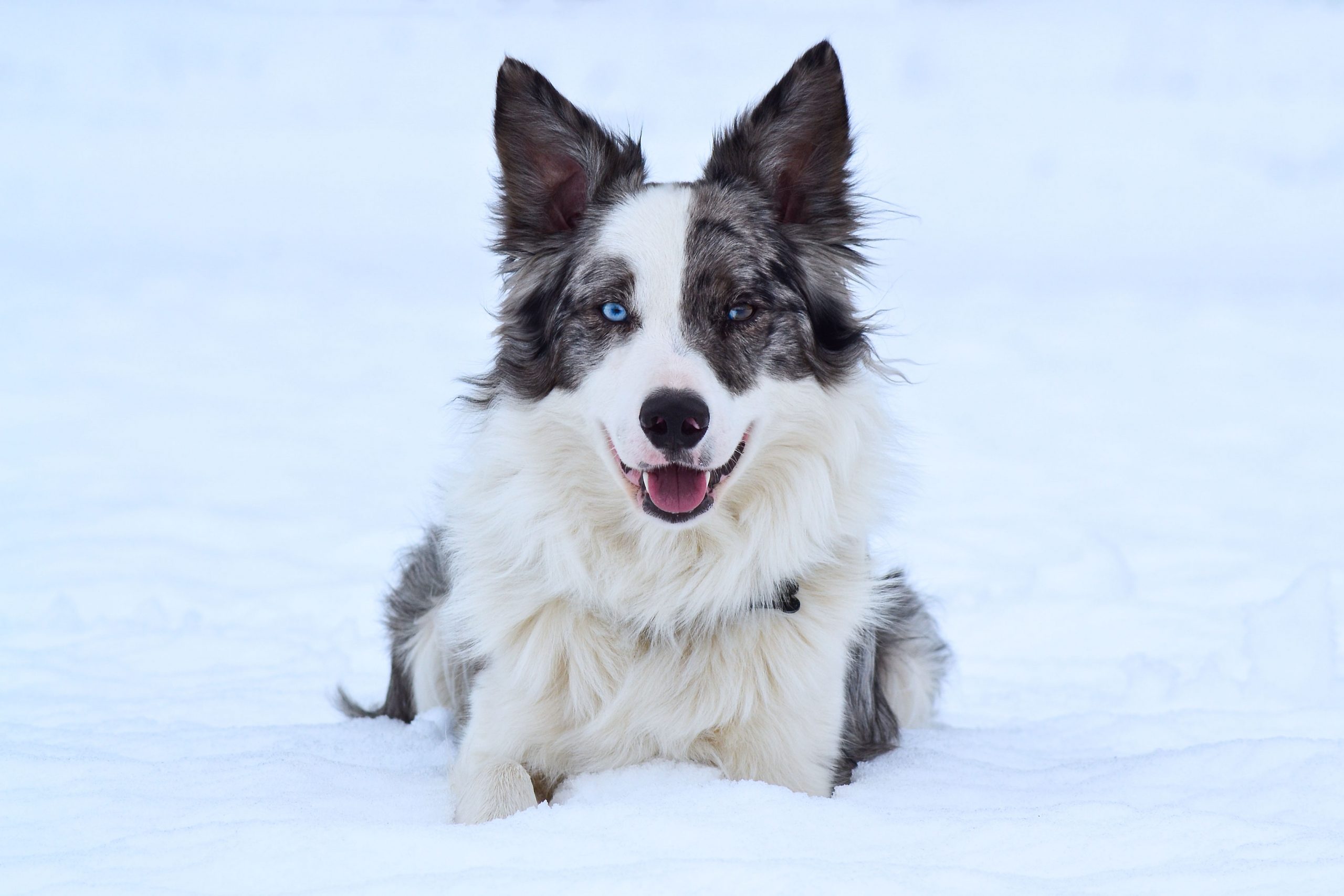 Border Collie